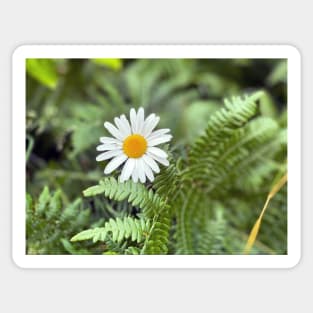 Flower in Ferns Sticker